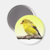 Goldfinch Magneet (Voorkant / Achterkant)