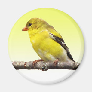 Goldfinch Magneet