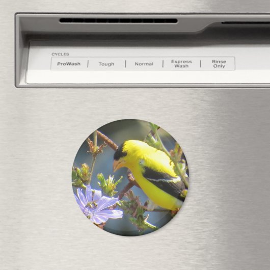 Goldfinch Magnet (Insitu (Vaatwasser))