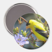 Goldfinch Magnet (Voorkant / Achterkant)