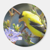 Goldfinch Magnet (Voorkant)