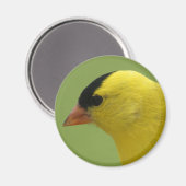 Goldfinch Magnet (Voorkant / Achterkant)