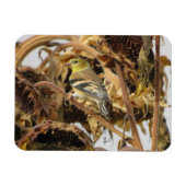 Goldfinch met zonnebloempitten magneet (Horizontaal)