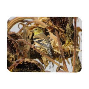 Goldfinch met zonnebloempitten magneet