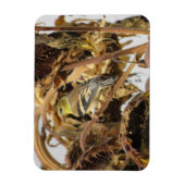 Goldfinch met zonnebloempitten magneet (Verticaal)