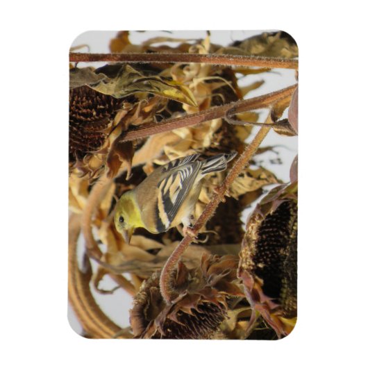 Goldfinch met zonnebloempitten magneet (Verticaal)