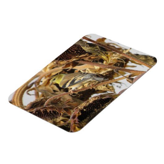 Goldfinch met zonnebloempitten magneet (Linkerzijde)