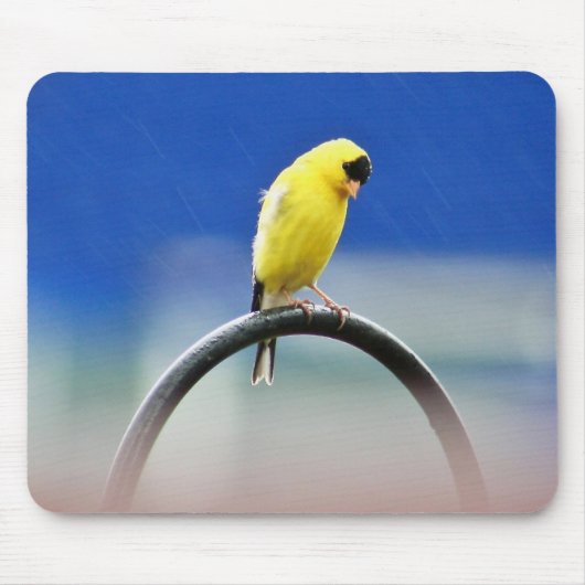 Goldfinch Mousepad Muismat (Voorkant)