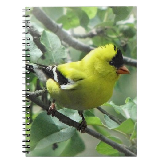 Goldfinch Notitieboek (Voorkant)