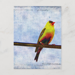 Goldfinch on Power Line Briefkaart