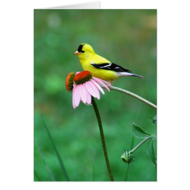Goldfinch op Coneflower (Voorkant)