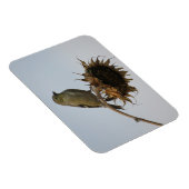 Goldfinch op de top van zonnebloemen Magnet Magneet (Rechterzijde)