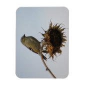 Goldfinch op de top van zonnebloemen Magnet Magneet (Verticaal)