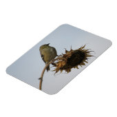 Goldfinch op de top van zonnebloemen Magnet Magneet (Linkerzijde)