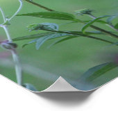 Goldfinch op een Coneflower Poster (Hoek)