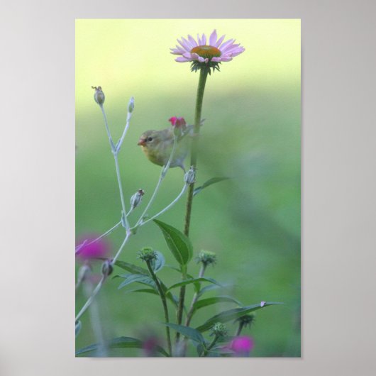 Goldfinch op een Coneflower Poster (Voorkant)