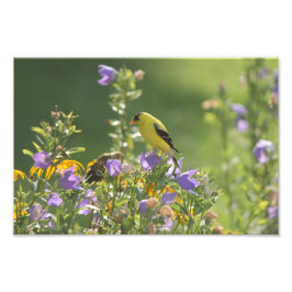 Goldfinch op een Harebell Flower Foto Afdruk