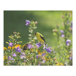 Goldfinch op een Harebell Flower Foto Afdruk