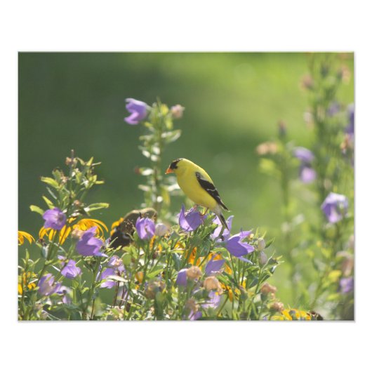 Goldfinch op een Harebell Flower Foto Afdruk (Voorkant)