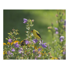 Goldfinch op een Harebell Flower Perfect Poster