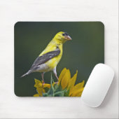 Goldfinch op een Muismat voor zonnebloemen (Met muis)