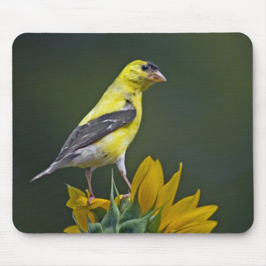Goldfinch op een Muismat voor zonnebloemen (Voorkant)