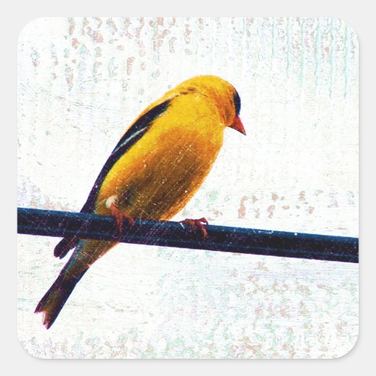 Goldfinch op een stroomlijn vierkante sticker (Voorkant)