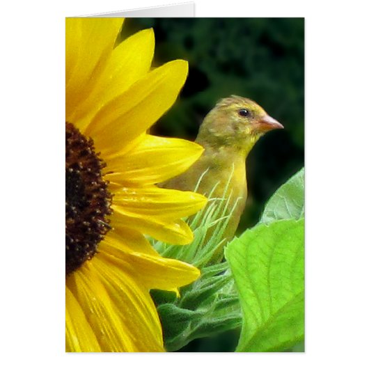 Goldfinch op zonnebloem (Voorkant)