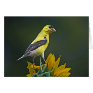 Goldfinch op zonnebloem