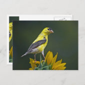 Goldfinch op zonnebloem briefkaart (Voorkant / Achterkant)