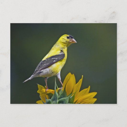 Goldfinch op zonnebloem briefkaart (Voorkant)