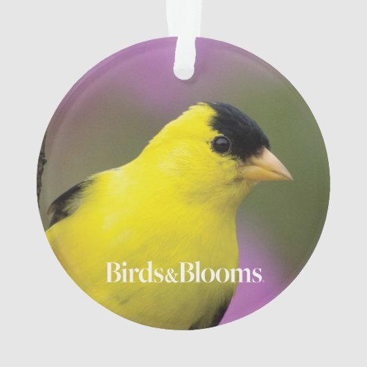 Goldfinch Ornament (achterkant)