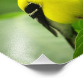 Goldfinch Photo Print Foto Afdruk (Hoek)