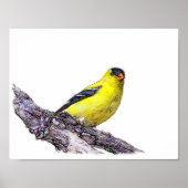 Goldfinch Poster (Voorkant)