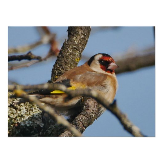 Goldfinch Poster (Voorkant)
