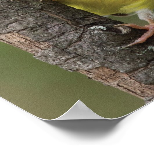 Goldfinch Poster (Hoek)