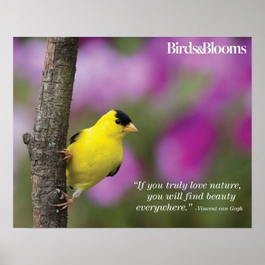 Goldfinch Poster (Voorkant)