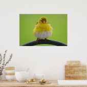 Goldfinch Print (Keuken)