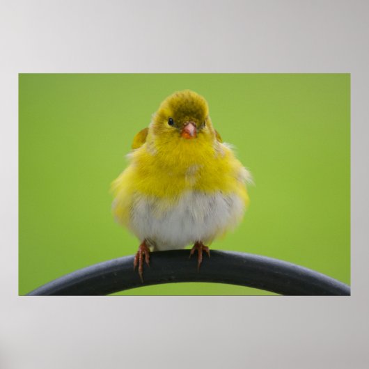 Goldfinch Print (Voorkant)