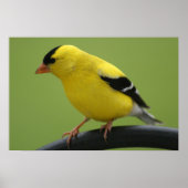 Goldfinch Print (Voorkant)
