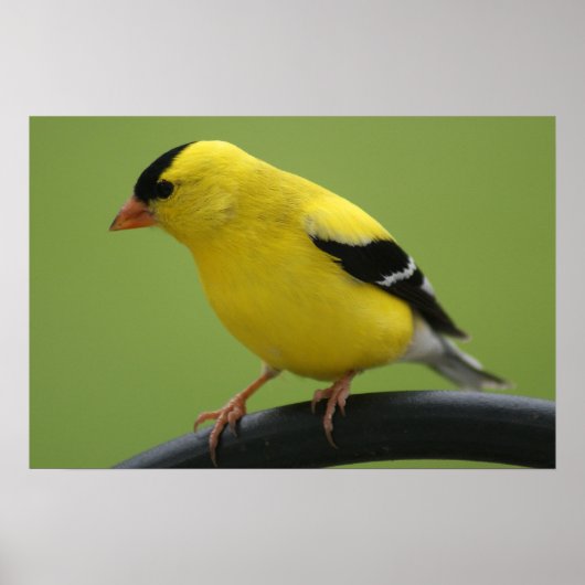 Goldfinch Print (Voorkant)