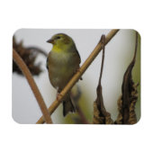 Goldfinch Profile Magnet Magneet (Horizontaal)