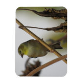 Goldfinch Profile Magnet Magneet (Verticaal)