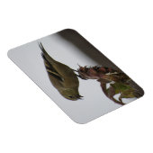 Goldfinch Resting on Sunflower Magnet Magneet (Rechterzijde)