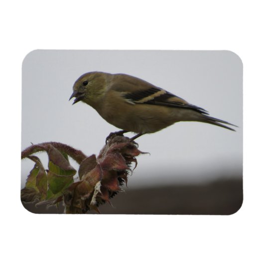 Goldfinch Resting on Sunflower Magnet Magneet (Horizontaal)