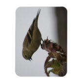 Goldfinch Resting on Sunflower Magnet Magneet (Verticaal)