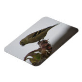 Goldfinch Resting on Sunflower Magnet Magneet (Linkerzijde)