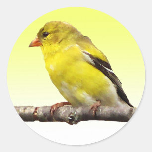 Goldfinch Ronde Sticker