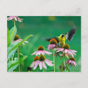 Goldfinch (Spinus tristis) landend op een Coneflow Briefkaart