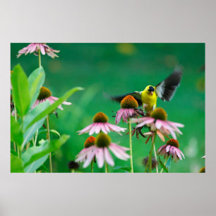 Goldfinch (Spinus tristis) landend op een Coneflow Poster